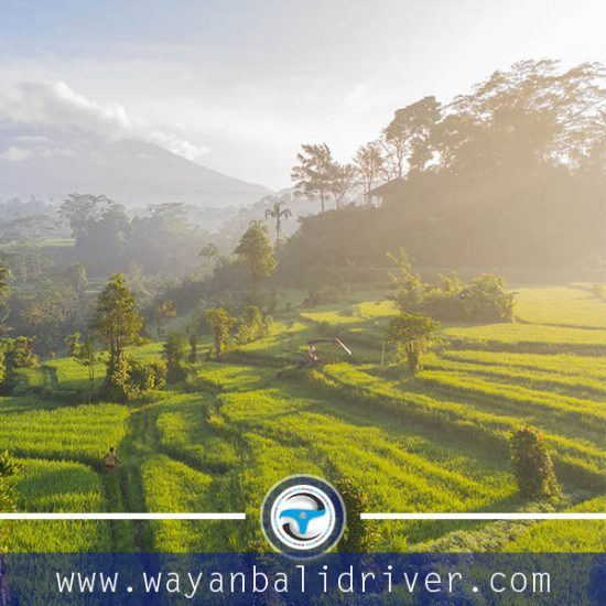 tegalalang rice terrace