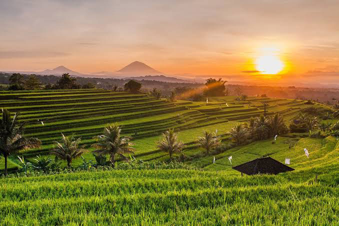 tegalalang rice terrace ubud